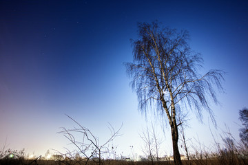 birch on a background of the night sky