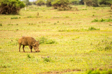 Warthog isolate in the savannah of the amboseli park in Kenya