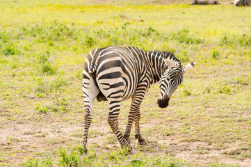Zebra with cut tail having difficulty chasing flies and mosquitoes in Amboseli Park in Kenya