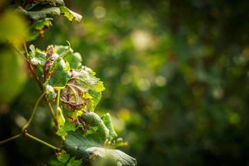 Sick vineyard leaves