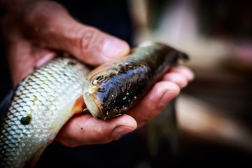 Fototapeta premium Man holding two small fishes Close-up