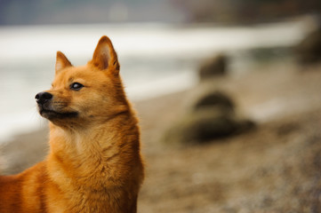 Finnish Spitz dog outdoor portrait at beach