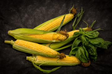 Fresh corn cob and green leaves with basil on dark backgroung, top view 