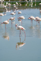 Group of big pink flamingo birds in national park Camargue, France