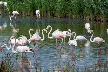 Papier Peint photo Lavable Flamant Groupe de grands oiseaux de flamant rose en parc national Camargue, France