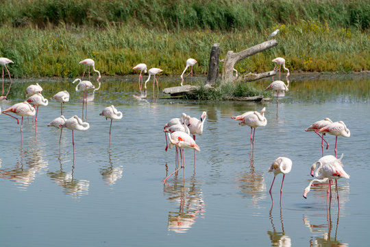Group of big pink flamingo birds in national park Camargue, France