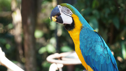 Colorful Amazon Parrot 