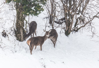deer in the snow in the mountains of Asturias, after the intense snowfall of these days ...