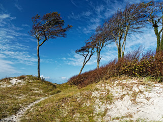 Fototapeta na wymiar Darßer Weststrand, Nationalpark Vorpommersche Boddenlandschaft, Mecklenburg Vorpommern, Deutschland