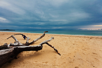 Dead tree trunk on beach