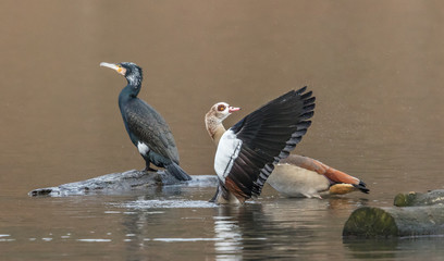 wildvögel