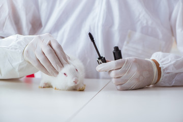 White rabbit in scientific lab experiment