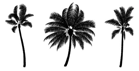 Fototapeta premium Set of black vector palm. Hand drawn trees.