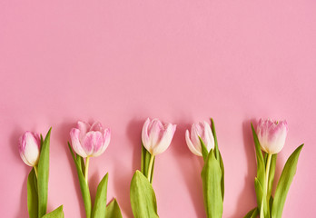 Valentines day background with pink tulips over pink background. Space for text