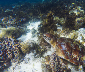 Fototapeta na wymiar Sea turtle on coral sea bottom. Seaworld underwater photo. Green turtle undersea