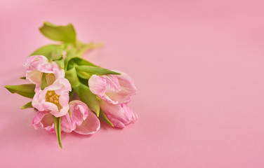 Valentines day background with pink tulips over pink background. Space for text
