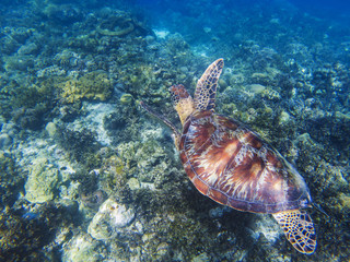Obraz na płótnie Canvas Sea turtle in tropical seashore underwater photo. Cute green turtle undersea.