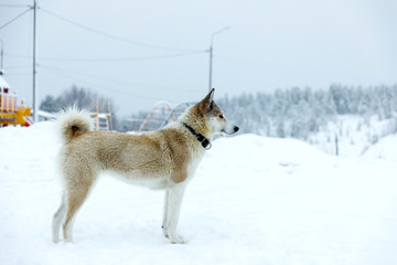 Sad dog in the street in the winter