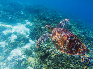 Obraz na płótnie Canvas Sea turtle in tropical seashore underwater photo. Cute green turtle undersea.