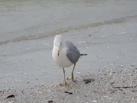 A Ring-billed Gull (Larus delawarensis) picks up rocks on a beach on the Gulf of Mexico at St. Pete Beach, Florida.
