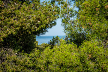 Obraz premium The Sea viewed through the gap between the trees in Malaga, Spain, Europe
