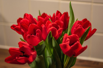 Red Tulips