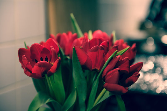 Red Tulips