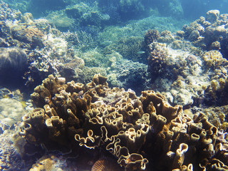 Brown coral in sunlight. Exotic island sea shore.