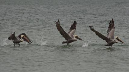 Pelicans in Flight