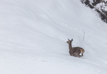 deer in the snow in the mountains of Asturias, after the intense snowfall of these days ...