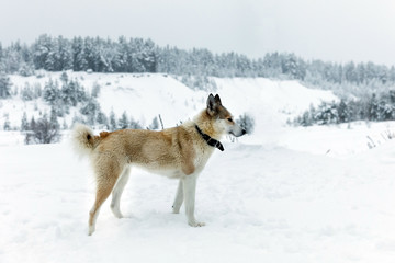 Sad dog in the street in the winter