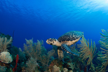 A lone hawsbill turtle is happy in his natural environment of the tropical Caribbean waters. The reef system is home to creatures like this and these turtles can often be seen swimming underwater here