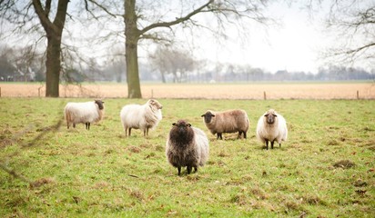 flock of sheep, black and white sheep