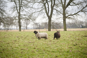 flock of sheep, black and white sheep