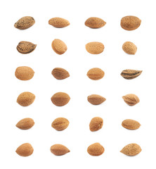 Single almond nut isolated