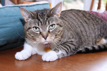 brown tabby with white cat