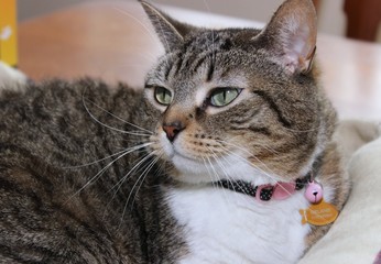 brown tabby with white cat