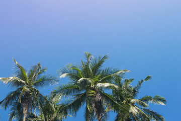 Fototapeta na wymiar Coco palm tree tropical landscape. Tropical escape destination photo.