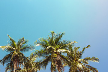 Obraz na płótnie Canvas Coco palm tree tropical landscape. Green palm on turquoise sky toned photo.