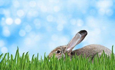 Osterhase im Gras