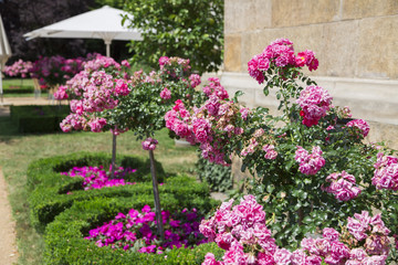 Fototapeta na wymiar Wild pink fresh beautiful old bushes of roses in green garden