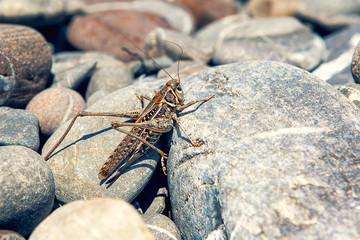 grasshopper on the stones