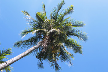 Naklejka na ściany i meble Coco palm tree tropical landscape. Green palm skyscape photo.