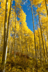 Aspen Trees in Color