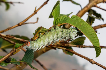 caterpillar to butterfly eating  guava leaf