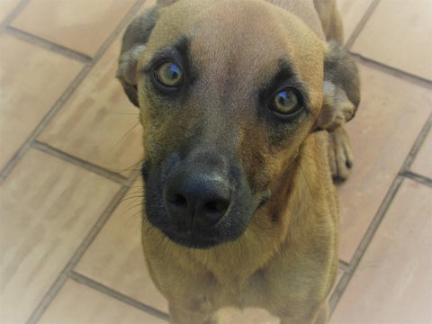 O olhar do cachorro.