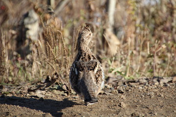 Prairie Chicken, Elk Island National Park, Alberta