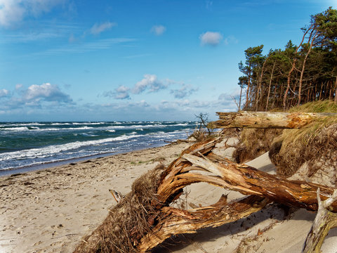 รูปภาพ"Pommern – เลือกดูภาพถ่ายสต็อก เวกเตอร์ และวิดีโอ39,585 | Adobe Stock