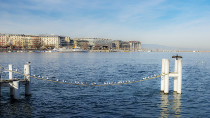 Panoramic view of the birds on lake Geneva and the cityscape of Geneva