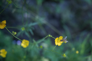 Close up small yellow flowers with bee on the dark background